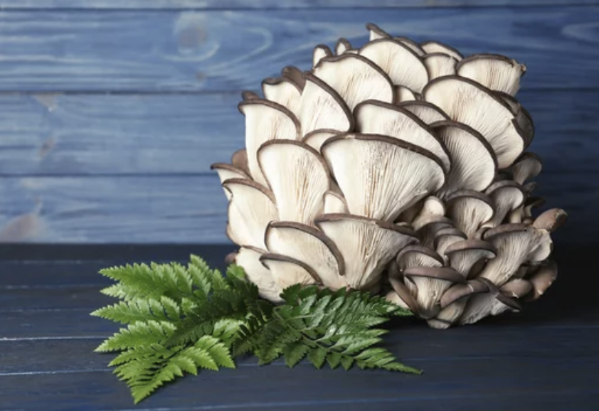A large cluster of blue oyster mushroom caps facing upward, set against a rustic wooden background painted in blue.